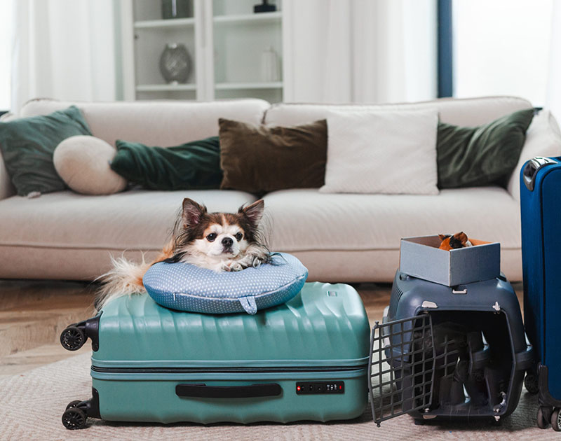 ドッグプランイメージ